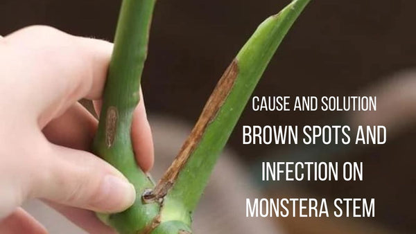 Brown Spots on Monstera Stem and Infection