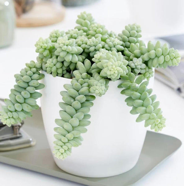 burros tail plant for self watering head planters