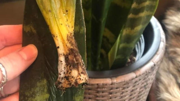 Causes of Overwatered Snake Plant
