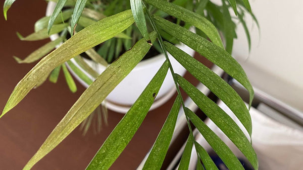 Chamaedorea Palm Pests and Diseases.