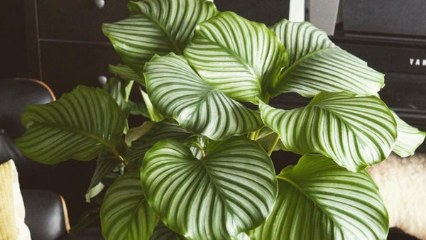 Choose proper location and temperature for calathea plant