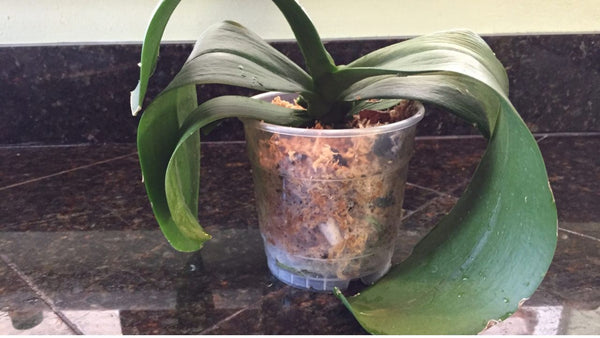 Common Causes of Droopy Orchid Leaves
