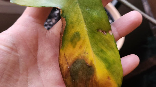 Common Philodendron Squamiferum Problems (and How to Solve Them)