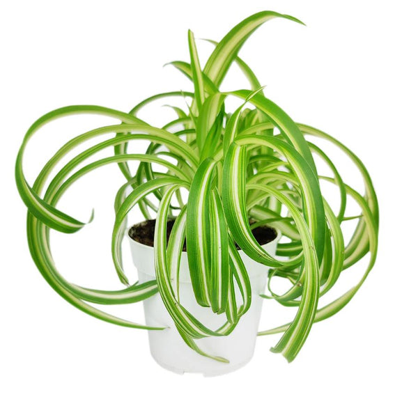 curly spider plant for face planters