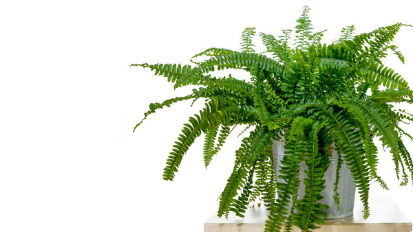fern Plants That Don't Need Drainage Holes