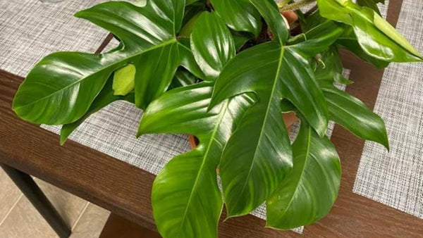 Fertilizer for Philodendron Squamiferum