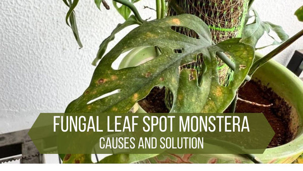 Fungal Leaf Spot Monstera or Bacterial Infection causes brown spot on monstera leaves