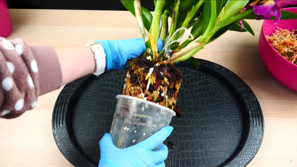 Gently Remove the Orchid from Its Current Pot