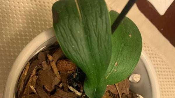 How Do You Fix Limp Orchid Leaves