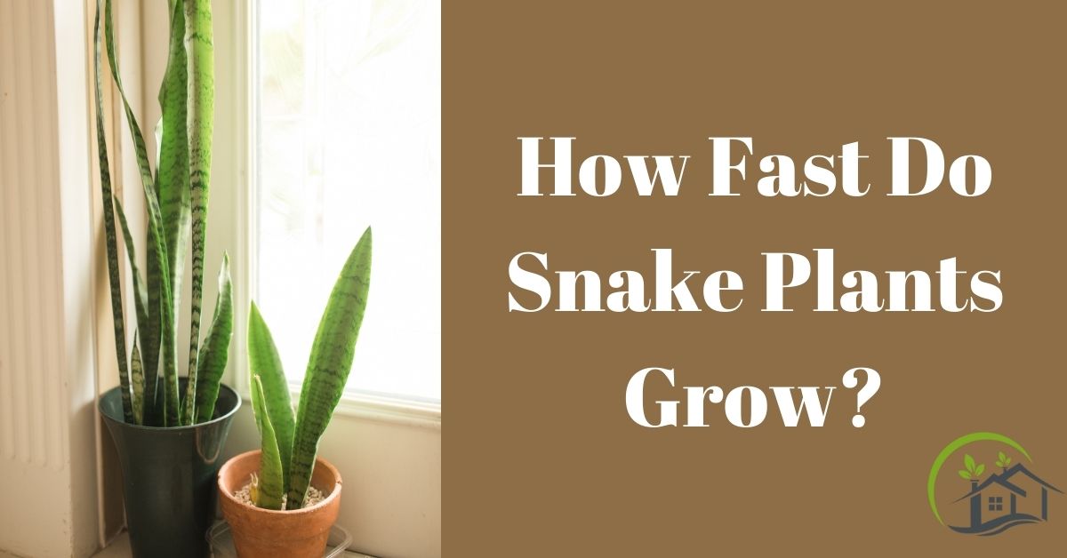 How to Grow Snake Plant (Sansevieria) in Clay Pebbles (LECA)? PART 1 