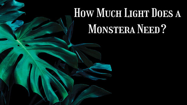 Light requirement of monstera plant