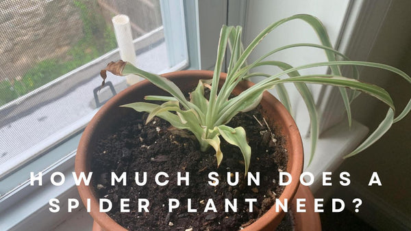 How Much Sun Does a Spider Plant Need?