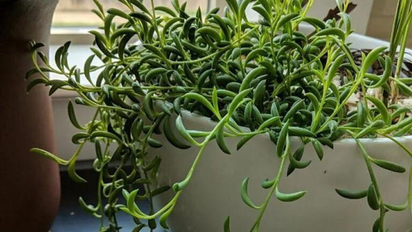 How to Care for String of Bananas