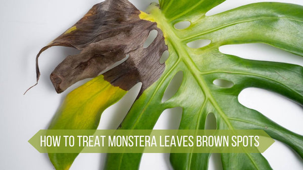 How to Treat Monstera Leaves Brown Spots
