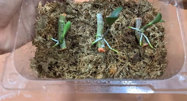 How to propagate orchid