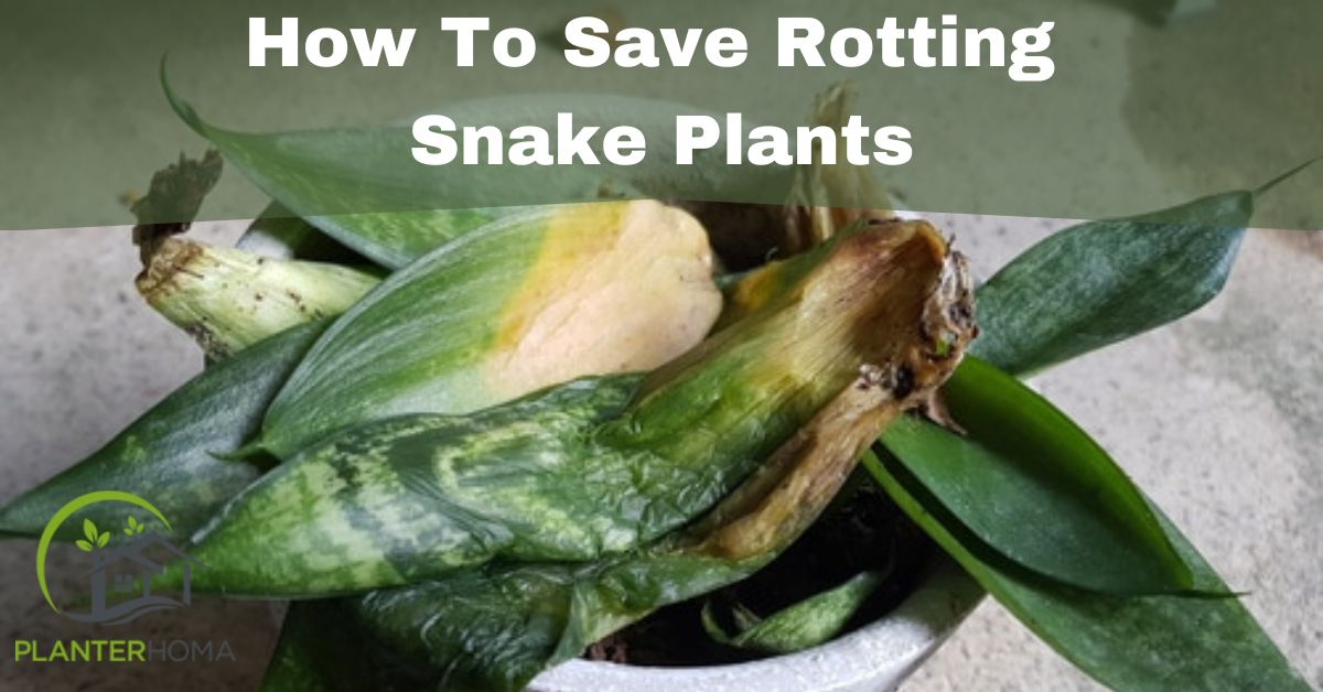 How to save rotting snake plant