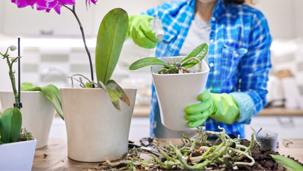 Improper Orchid Repotting