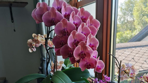 Light for Phalaenopsis Orchid