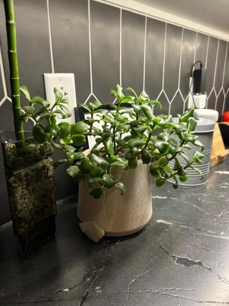 Why are my Jade leaves and branches all falling off? : r/plantclinic