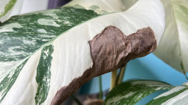 Monstera Albo leaves turning Brown