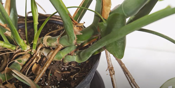 Monstera Albo Care And Growth Tips For Begginers – planterhoma