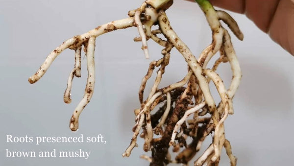 Monstra plant Roots soft, brown and mushy symptoms of root rot in monstera