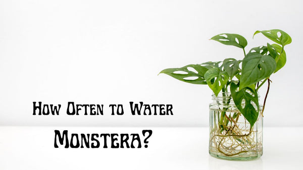 How often to water monstera plant