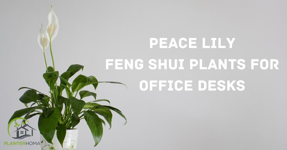 Lucky Plants For Office Desk That Brings Luck In Your Life – planterhoma
