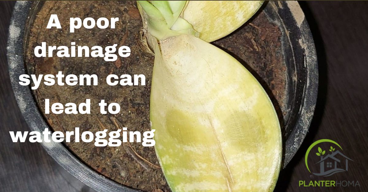 Poor drainage snake plant root rot causes