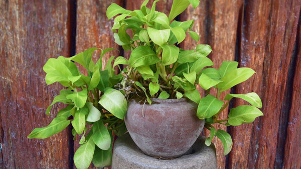 pothos Plants That Don't Need Drainage Holes