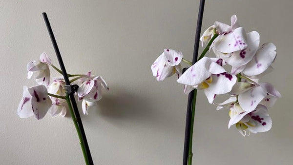 Proper Maintenance for Blooming Orchids