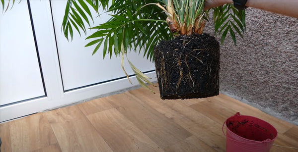 When to repot Parlor Palm Plant