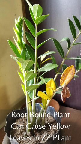 Root bound plant can cause yellow leaves in zz plant