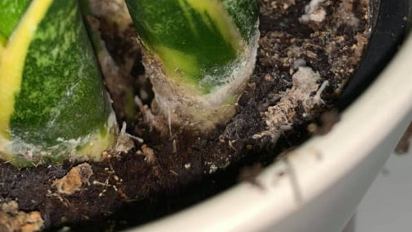 symptoms Overwatered Snake Plant
