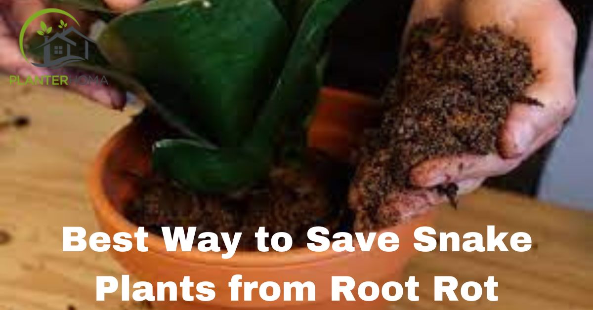 Save snake plant from root rot
