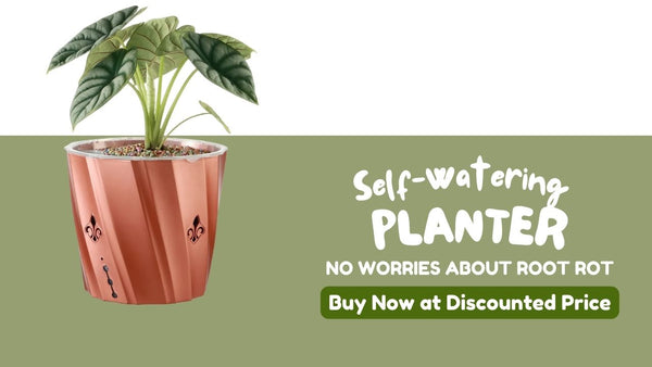 self watering planter for root rot