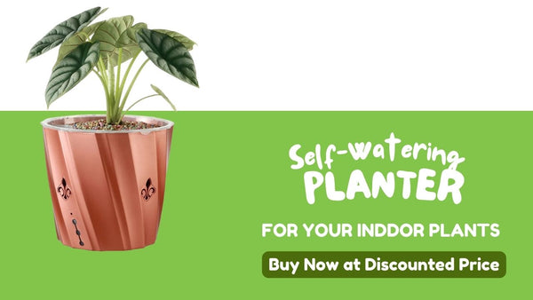 self watering planter for yellow leaves problem