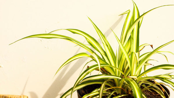 spider plant: Plants That Don't Need Drainage Holes