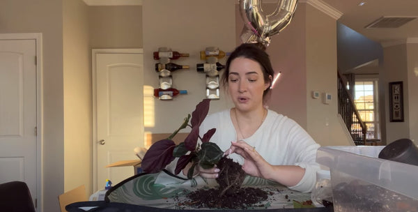 Step 1 How to repot Calathea Plant- Inspect the Roots