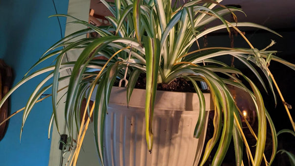 Symptoms of Not Enough Light for Spider Plants