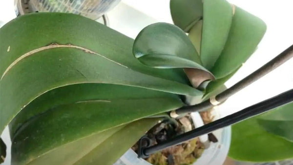 Temperature humidity fluctuations causes droopy leaves in orchids