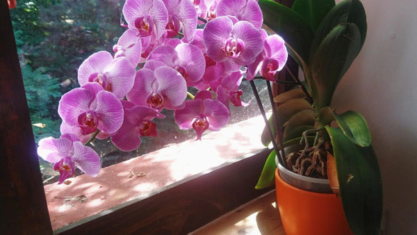 The Best Way to Care for Moth Orchids