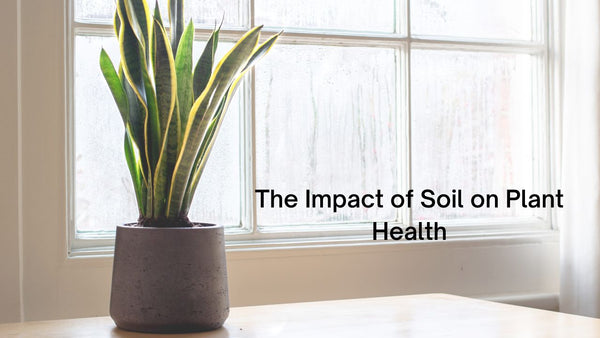 The Impact of Soil on Plant Health