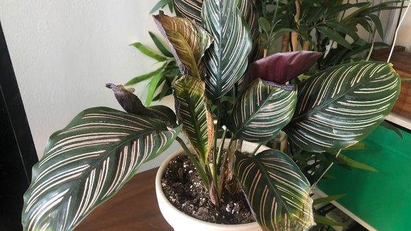 Understanding calathea plant