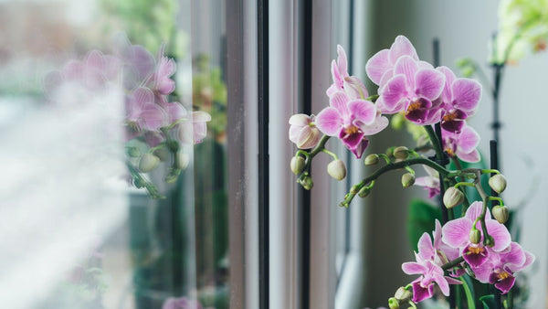 Understanding the Importance of Proper Orchid Lighting
