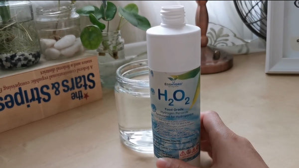 Use hydrogen per oxide for cleaning roots of monstera plant
