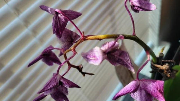 Watering in orchids reason of flowers falling