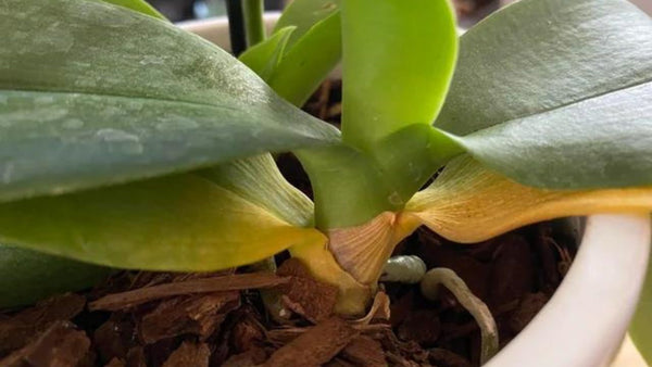 What Causes Yellowing Orchid Leaves and How to Fix Them