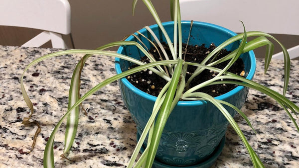 What Is the Spider Plant Light Requirements?