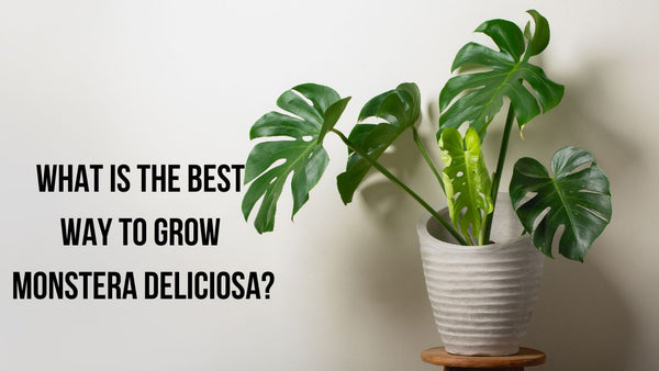 What is the Best Way to Grow Monstera Deliciosa